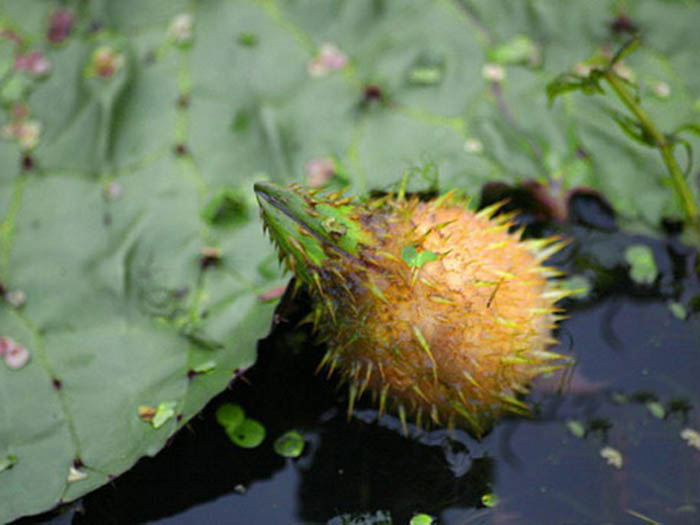 浮水植物芡实